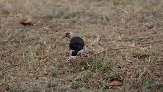 Taiwan Kaohsiung Birdwatching Travel, Burmese myna #台灣 #高雄 #衛武營 #紅嘴椋鳥 #葡萄胸椋鳥