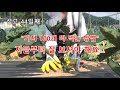 이렇게 가지를 재배하면 100개 수확합니다 how to grow eggplant