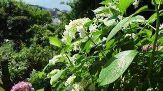 長谷寺のあじさい路から見下ろす海と紫陽花（2024/06/05）