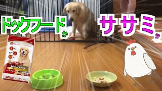 【食べ比べ】ドックフードとササミどっちが好きなんだ？ゴールデンレトリーバーかいり君(#20)