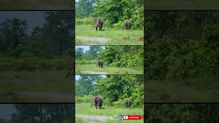 Asian wild elephants and the nature of buxa tiger reserve forest