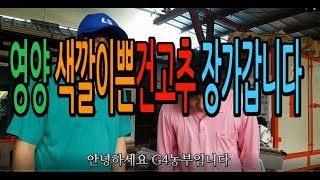 영양색깔이쁜건고추 장가갑니다 고추색이쁘게내는방법 건고추말리는방법 고추농사 청년농부