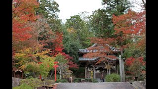 神戸市北区光明寺の紅葉2023