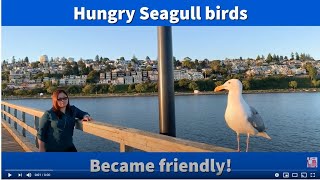 Hungry Seagull birds became friendly... \