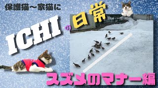 【保護猫～家猫に】（ICHI）冬のスズメさんに、お庭の雪の上にお米を捲いてみたらこうなりました。