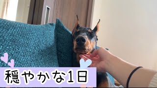 ドーベルマンの穏やかな1日《doberman》