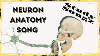 Neuron Song Basic Anatomy And Types Study Songz