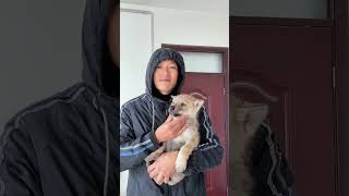 捷克狼犬 小狗狗能有什么坏心思 猛犬 大型犬的温柔 小家伙开始作妖了，抱起来装无辜梁，其实是调皮捣蛋鬼！