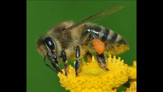 6. Neonicotinoid pesticides