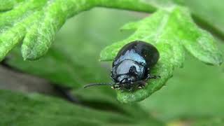 30秒の心象風景18899・光沢のある昆虫～ヨモギハムシ～