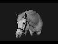 Equine Black Background Tutorial