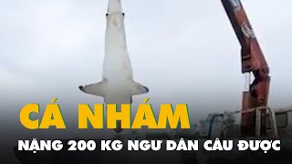 Câu được cá nhám nặng 200kg, phải dùng xe cẩu đưa lên bờ