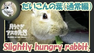 だいこんの葉（通常編）【ウサギのだいだい 】　2016年4月16日