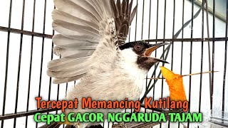 Suara Burung Kutilang Gacor NGGARUDA TAJAM | Pancingan pikat Kutilang jadikan Kutilang ribut