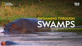 Swimming Through Swamps | Africa’s Deadliest | हिन्दी | Full Episode | S7 - E1 | Nat Geo Wild