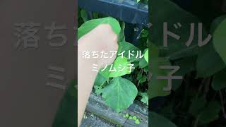 落ちたアイドル！ミノムシ子を落としたので報告します！#shorts #insects #昆虫