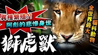 【★異種繁殖-獅虎獸?!獅子+老虎合體!!★不斷長大的巨型猛獸有著悲慘身世!!】