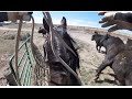 Rocky Mountain Rancher #10 WRANGLIN WILD BOVINES!