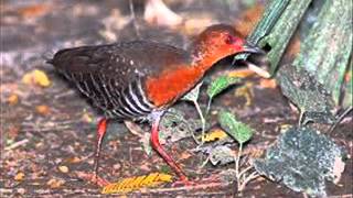 Buru Cari Tangkap Burung Sawah Malam Hari