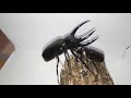 chalcosoma chiron vs allomyrina dichotoma