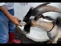 harvest noodles palm fruit feed hungry farm goats harvest farming satisfying viralvideo