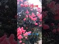 花のある風景　サルスベリ百日紅　一服の清涼剤　　 shorts crape myrtle サルスベリ 百日紅 flowers 東京散歩 花 散歩 花のある風景 八丁堀 tokyo