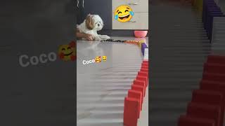 Coco and the Dominoes story part -1 🥰😂 | # cute and funny shitzus | fun with coco