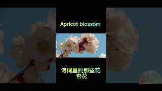 #scenery #nature #spring #poem #apricotblossom 两岸晓烟杨柳绿，一园春雨杏花红。