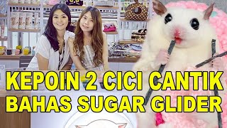 KEPOIN 2 CICI CANTIK BAHAS SUGAR GLIDER - GLIDERTOPIA