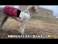 トイプードル１４歳老犬のお散歩ルーティーン（犬目線）