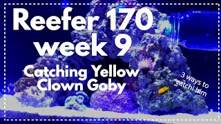 【Red Sea Reefer 170 Week 9】Catching Yellow Clown Goby! 3 ways to catch him