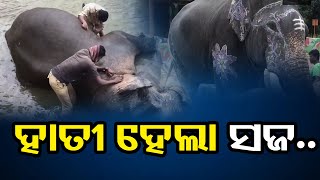 ହାତୀ ହେଲା ସଜ.. | Odisha Reporter