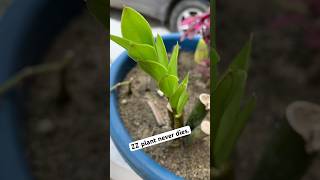 Regrowing a dead ZZ plant. #zzplant #zzplantcare #growingplantfromleaves #gardening