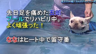 プールでリハビリするフレンチブルドッグ五郎！French Bulldog Goro rehabilitating in the pool!