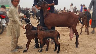 Top Quality Beetal Goat With 2 Kids In Bakra Mandi Sahiwal 2024