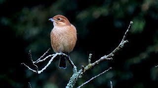 里山散歩 2022.10.13 モズ・シュウカイドウ・ハダカホオズキの他、目にとまった植物・昆虫・景色など　養老郡養老町の滝谷周辺を歩く