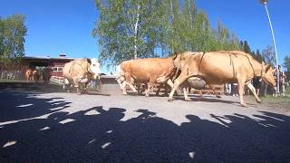 Ahlmanin lehmien laitumellelasku 2019 slow motion / Ahlman cows run to summer pasture 2019