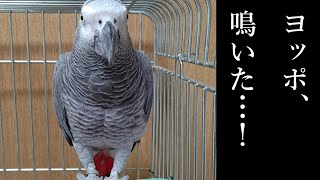 ヨウムのヨッポ、鳴いた！