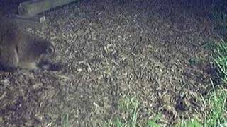 Raccoon digging in my yard