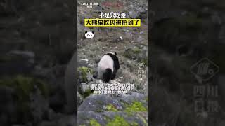 Not vegetarian! Panda caught eating meat on camera in China ｜ 不是只吃素，大熊猫吃肉被拍到了！