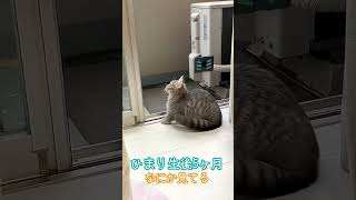 ひまり、生後5ヶ月、お外に何か見つけた！　#shorts  #ねこ