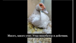 Много, много утят. Утка-инкубатор в действии.