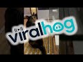 Roomba Stops for No One || ViralHog
