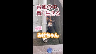 台風の中、賢く生きる。外猫みけちゃん＃地域猫＃外猫