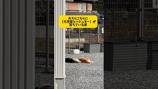 元豆柴とシベリアンハチュキーが落ちてる家#shorts #shortvideo #youtubeshorts #おもしろ #柴犬#シベリアンハスキー