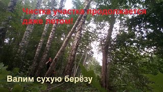 🪵 Валка сухой берёзы. Бонус раскол нескольких пеньков. 🪵