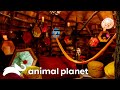 Most UNIQUE, Creative and Fun Treehouses of Season 6! | Treehouse Masters | Animal Planet