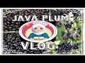 Picking Java Plum Vlog | Cooking Craze with Lily