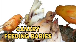 CANARY FEEDING BABY | CANARY FEEDING 2 WEEKS OLD BABY