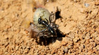 נווטת שחורה 🐜 טורפת תריסית שעירה 🐜 Cataglyphis niger Mt. Hermon